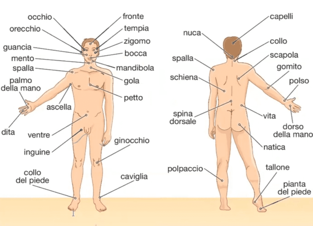 cuerpo humano en italiano